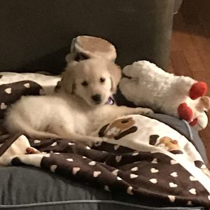 Mom, I found you a three-legged dog.