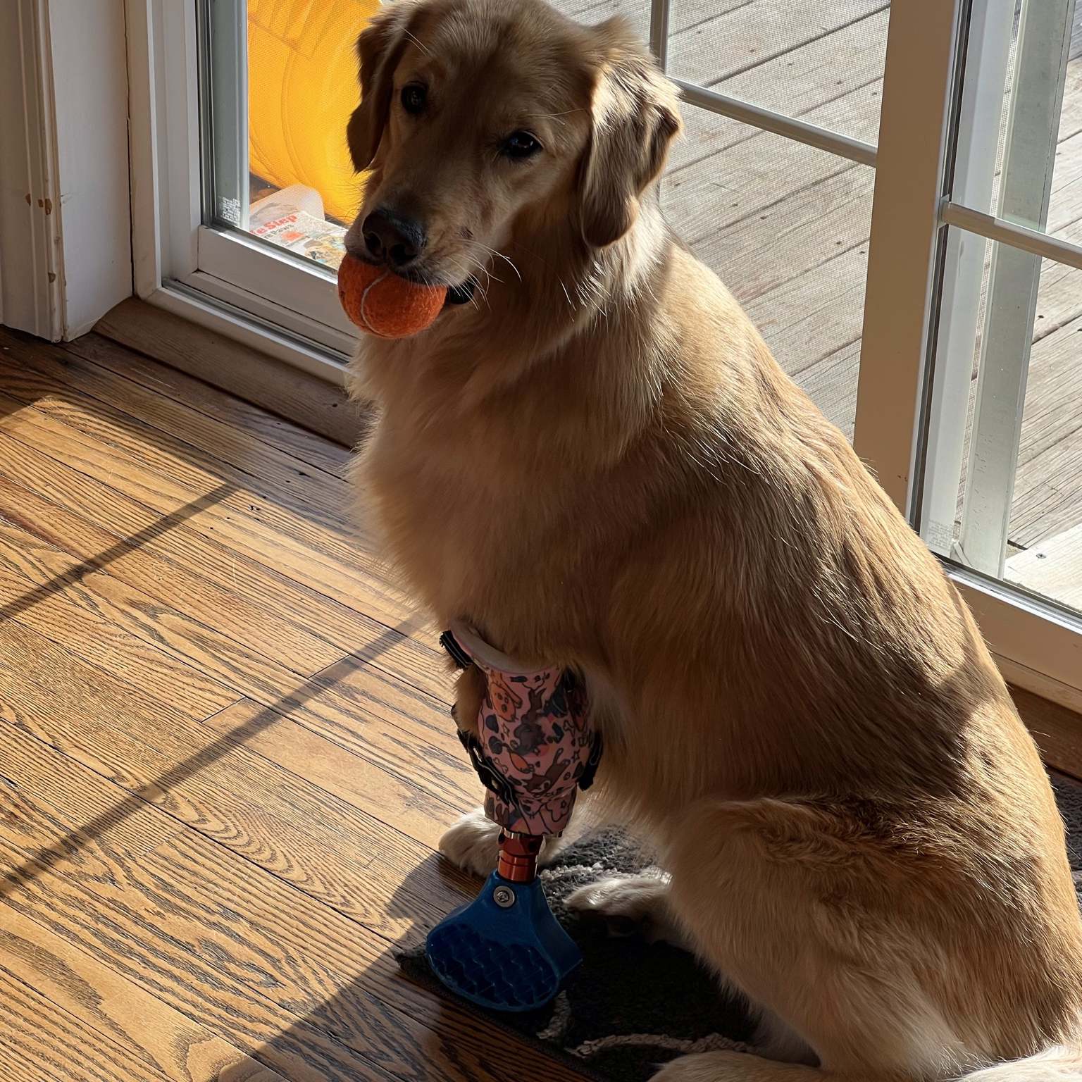 Read more about the article Millie’s Prosthetic Journey