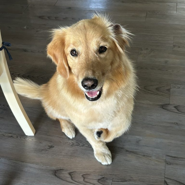 A Three-Legged Golden Retriever’s Story of Purpose